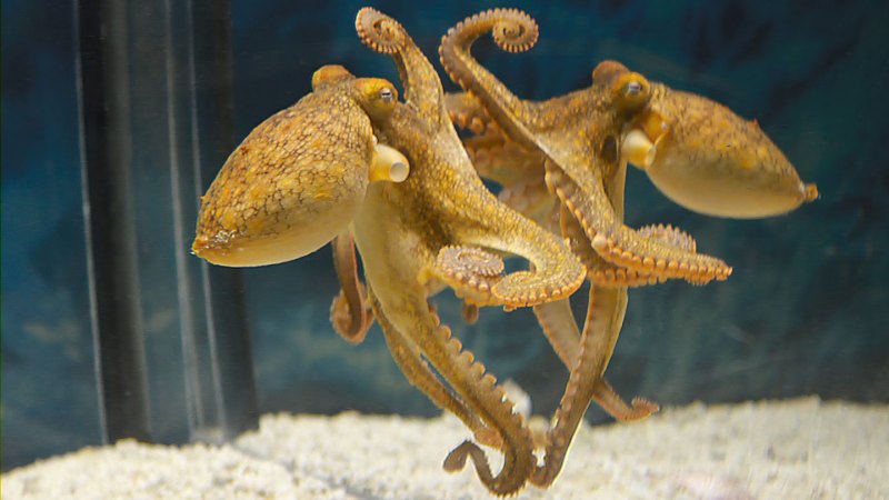 Source-feed image associated with Crabs can’t hide from an octopus with a mirror