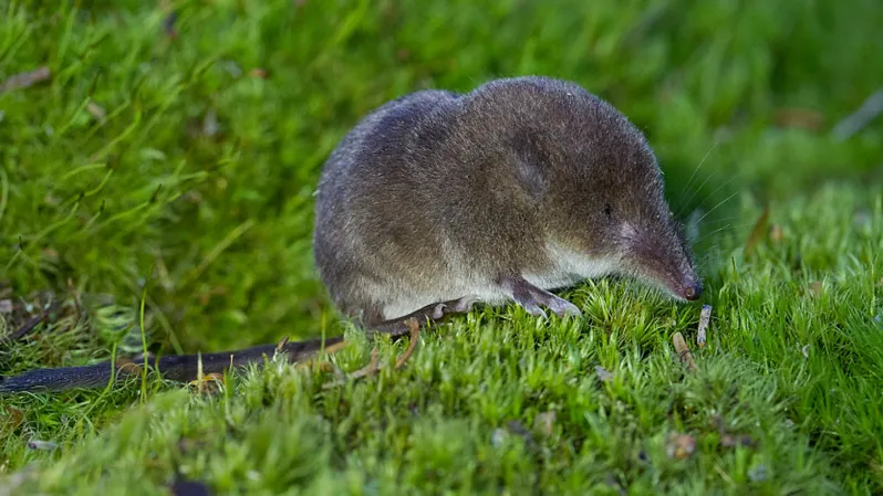 Source-feed image associated with Shrews’ noses grow in winter as their brains shrink
