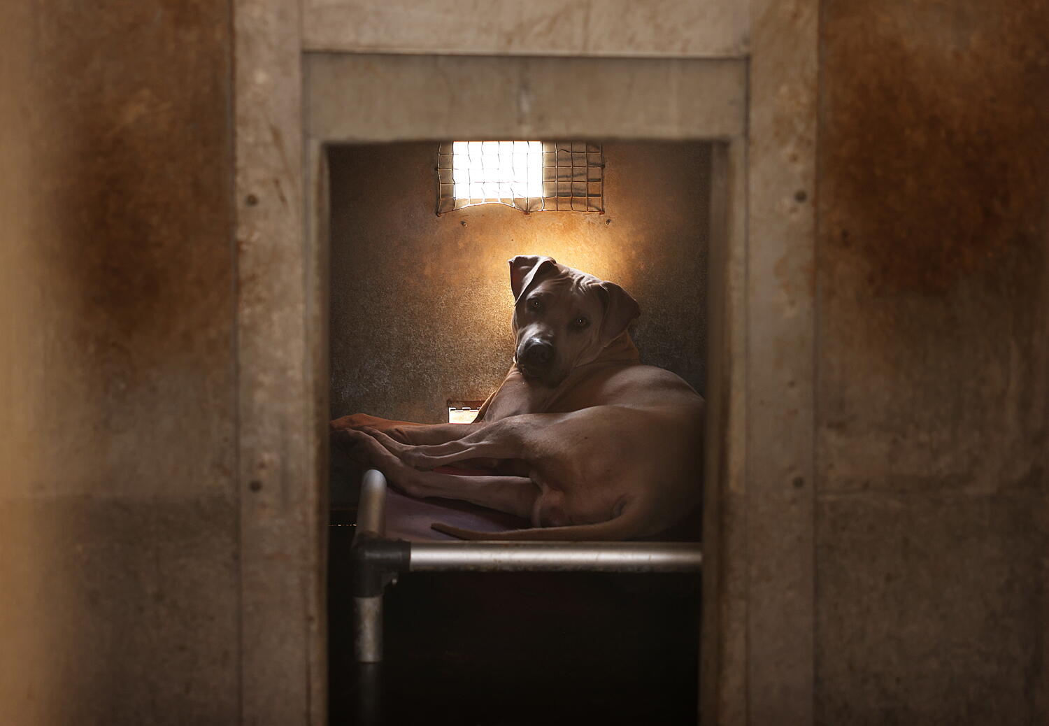 Image from linked report: Newsom signs bill that seeks to help abused dogs and cats avoid long shelter stays