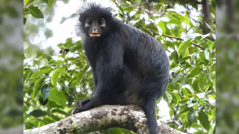 Source-feed image associated with A new monkey species has been found deep in Congo’s forests