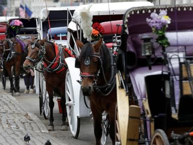 Source-feed image associated with New York mayor, other leaders push to end horse carriage industry after Indian teen's death