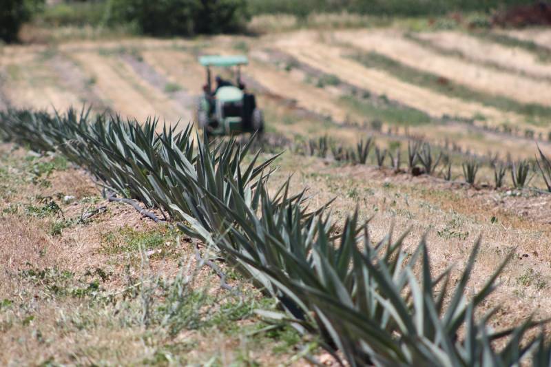 Source-feed image associated with Central Valley Farmers are Growing Agave to Save Water