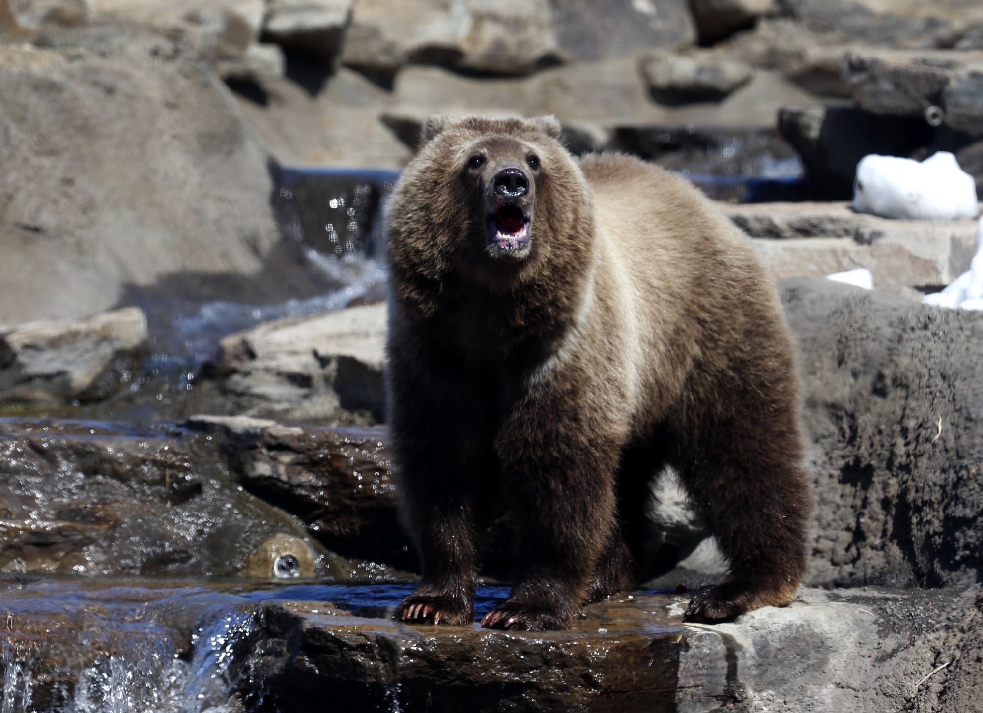 Source-feed image associated with They’re on Our Flag, but Do Long-Gone Grizzly Bears Belong in Modern California?