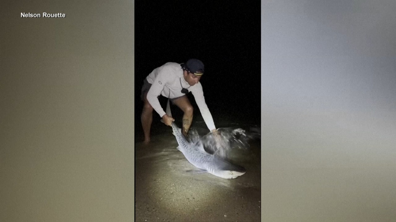 Source-feed image associated with Tiger shark caught off Massachusetts could be sign of warming waters