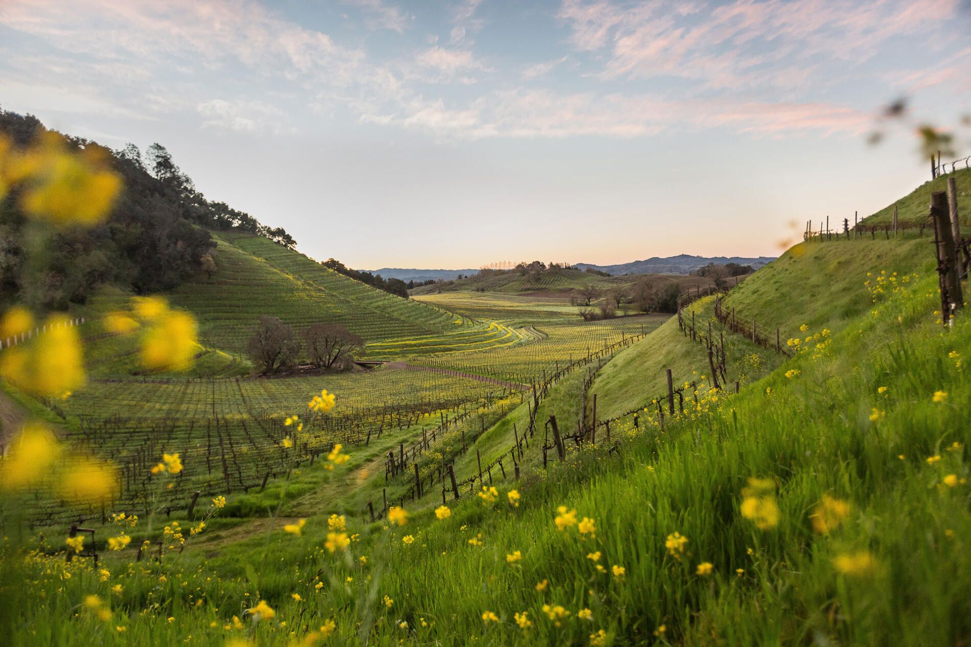 Source-feed image associated with A Guide to Sonoma County, Napa’s Charming Neighbor