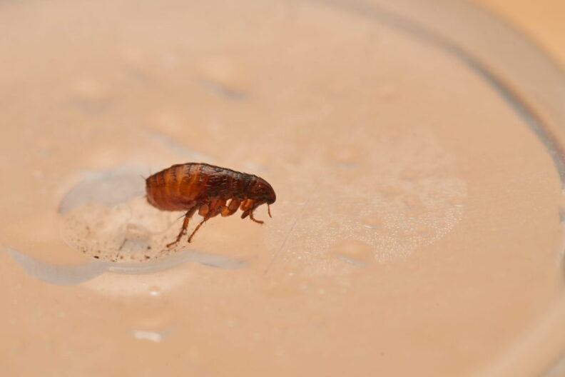 Image from linked report: Flea-borne typhus outbreak reported in Koreatown as cases in LA County rise