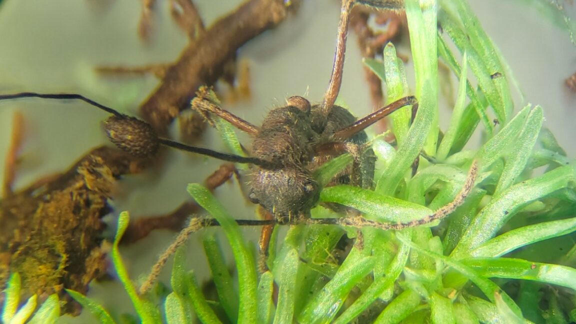 Source-feed image associated with Parasitic zombie-ant fungus thrives in mosses, too