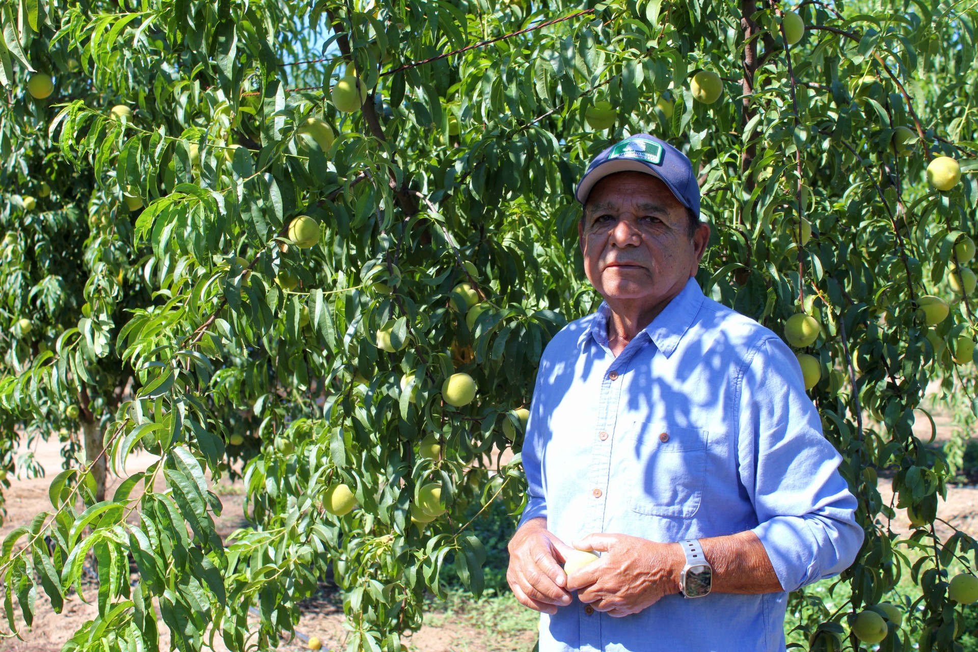 Source-feed image associated with California Peach Growers Hope Next Farm Bill Will Do More for Specialty Crops