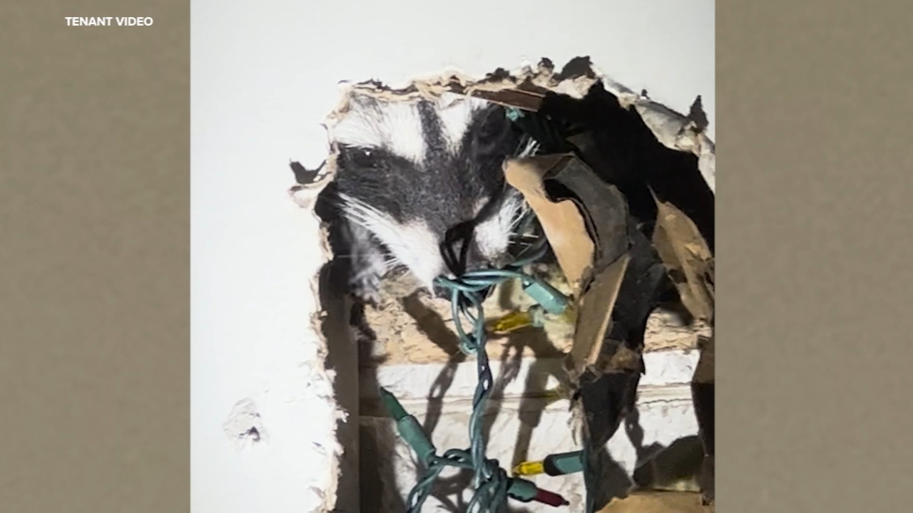 Source-feed image associated with Raccoon gives birth inside San Francisco apartment wall, breaks into bedroom