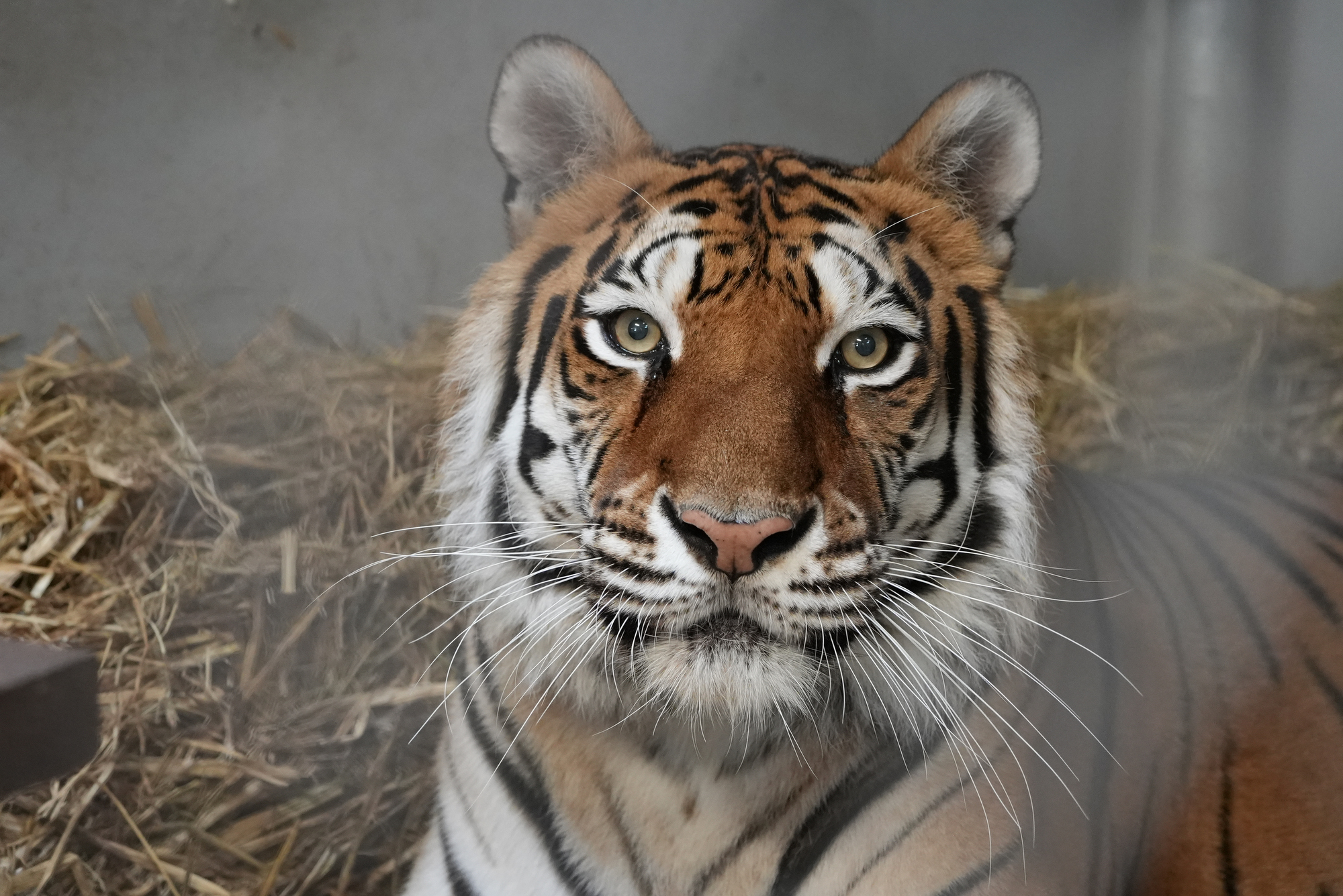 Source-feed image associated with Oakland Zoo Welcomes Sitara, a 13-Year-Old Tiger Rescue