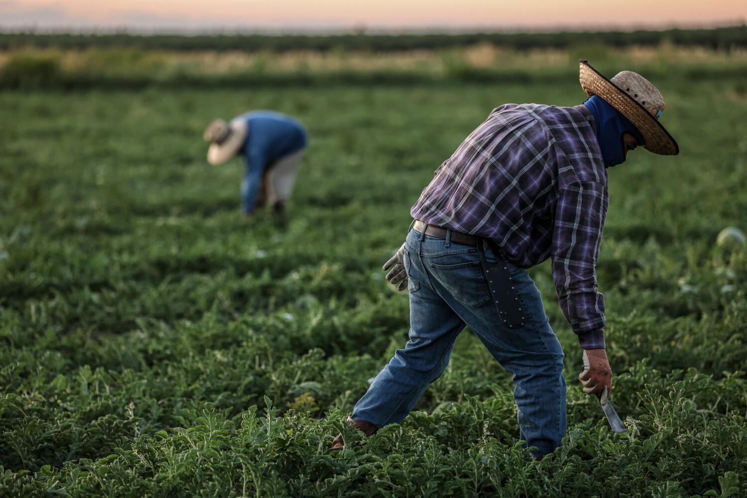 Source-feed image associated with Trump administration's wage cuts for seasonal farmworkers is unlawful, federal judge in California rules