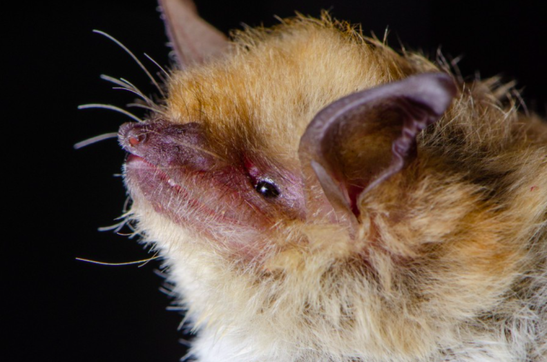 Source-feed image associated with LA County’s beloved backyard bat survey returns this summer. What bat lovers should know