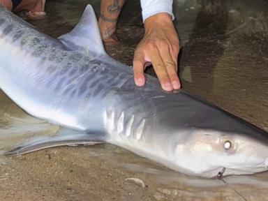 Source-feed image associated with Tiger shark caught off Massachusetts could be sign of warming waters