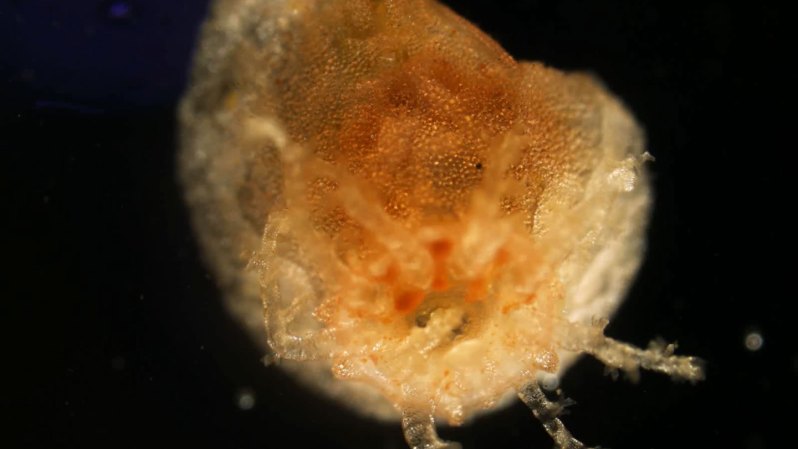 Source-feed image associated with Sea cucumbers harbor ‘zombie’ tissues that won’t die