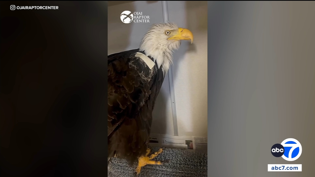 Source-feed image associated with Big Bear bald eagle Jackie suffers setback while being treated for anemia by veterinary team