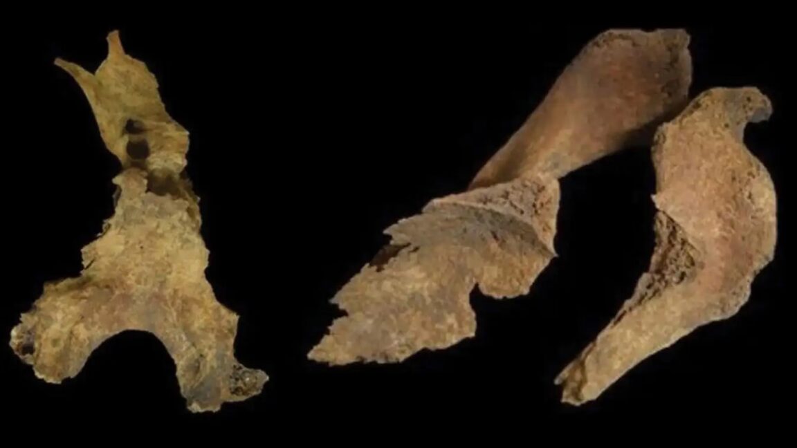 Source-feed image associated with Did Iron Age Britons remove brains of the dead?
