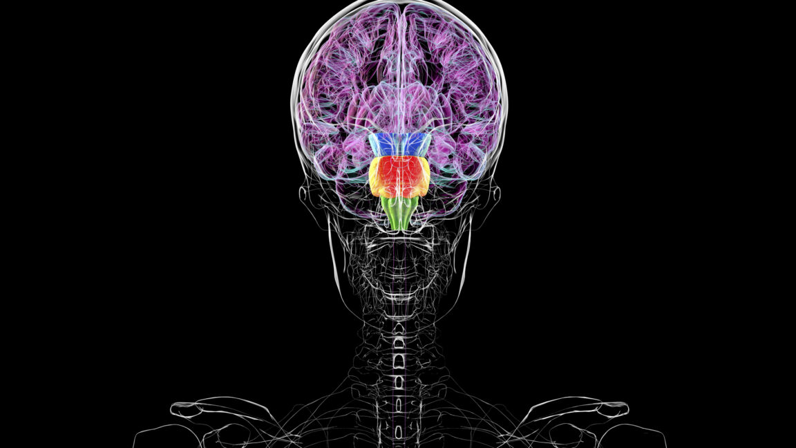 Image from linked report: Contrary to some reports, you don't have two brains
