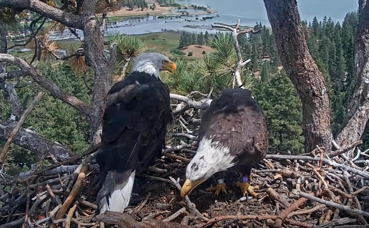 Source-feed image associated with Shadow 'highly likely' to nest up with new eagle pal, biologist says