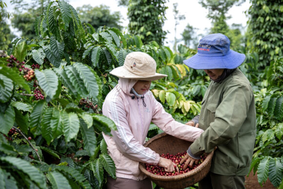Source-feed image associated with Coffee Trader Seeks to Shield More Vietnam Growers With its Specialty Weather Cover
