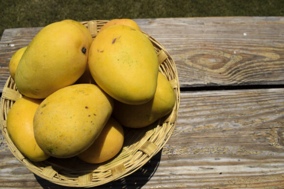 Source-feed image associated with India’s Prized Alphonso Mango Crop Ruined by Weather