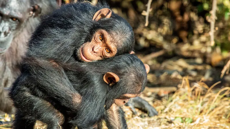 Source-feed image associated with Ape cuddles could prevent conflicts