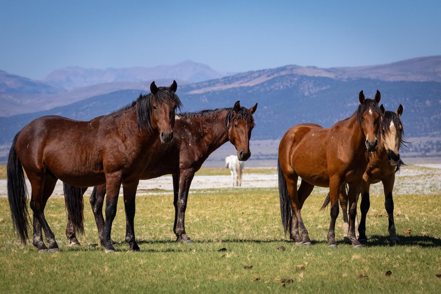 Source-feed image associated with 450 wild horses face a roundup in Eastern Sierra as feds proceed with contested plan