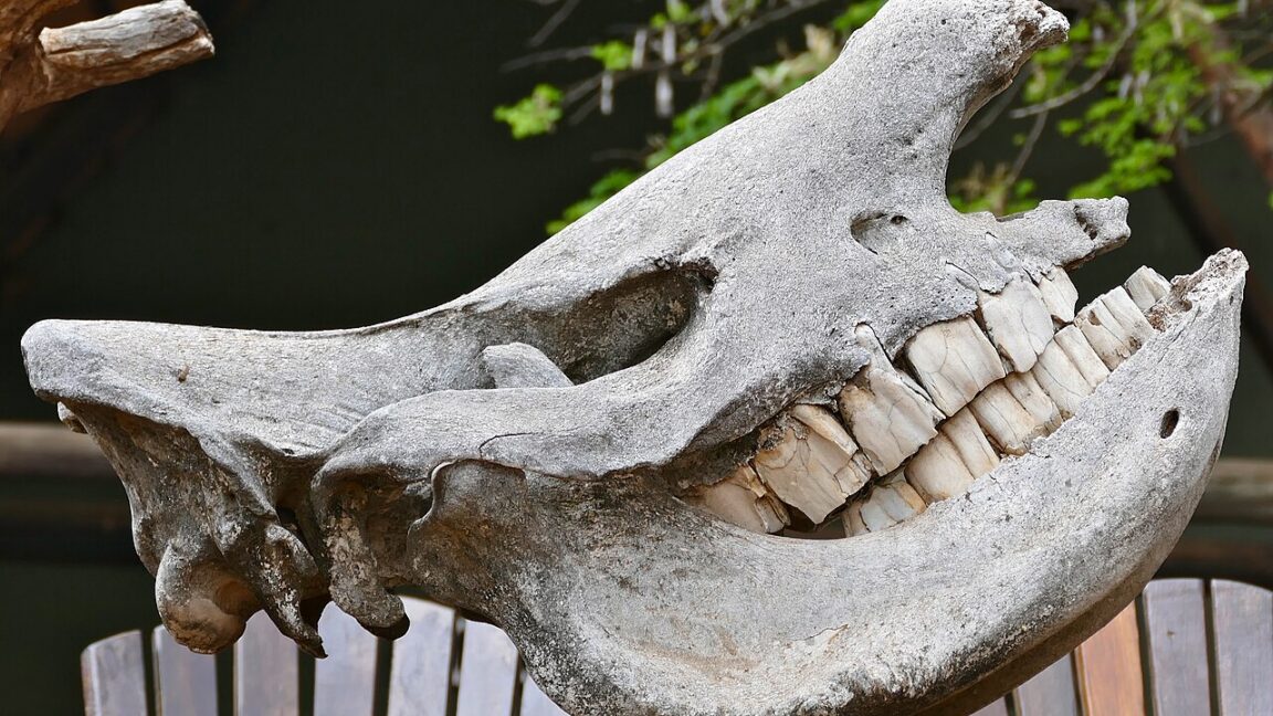 Source-feed image associated with If I had a hammer... it might actually be a rhino tooth