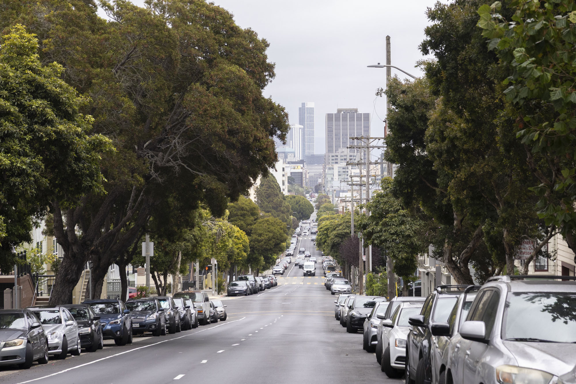 Source-feed image associated with ‘Lurie vs. Lorax?’ San Francisco Tree Advocates Bring Planting Fight to City Hall