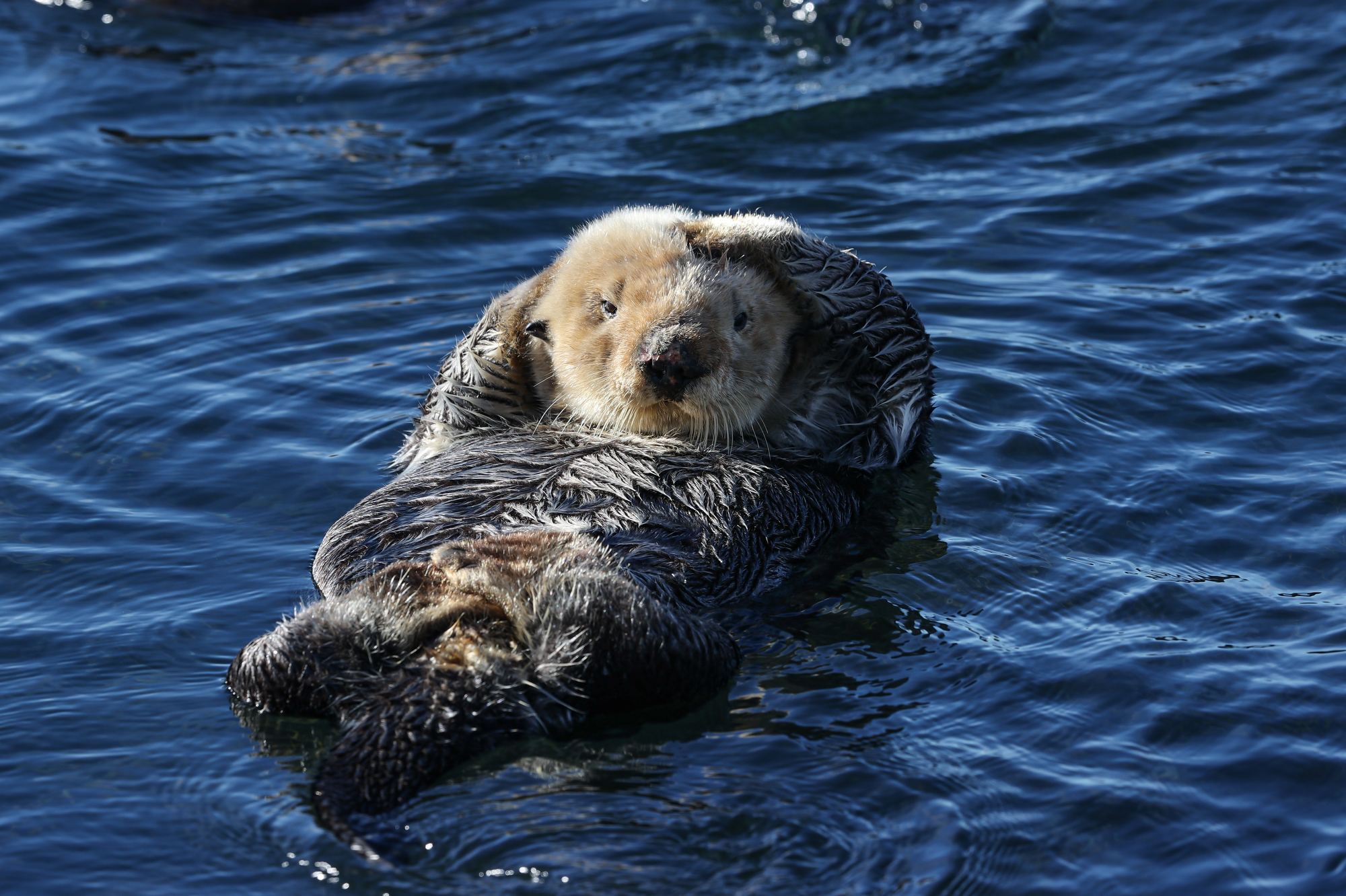 Source-feed image associated with Environmental Group Wants to Reintroduce Beavers, Sea Otters to Point Reyes