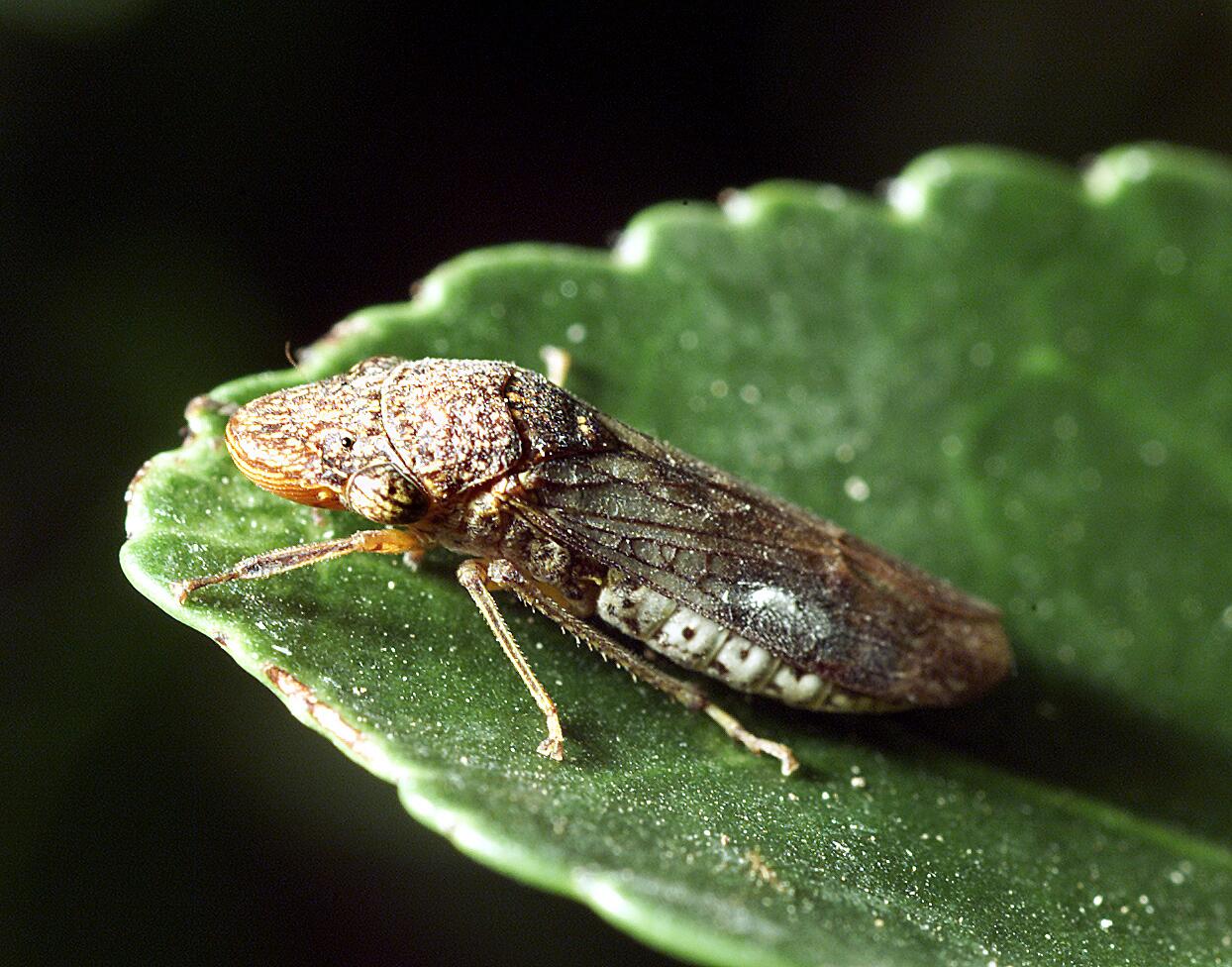 Source-feed image associated with This invasive insect threatens California's wine industry. It's been linked to another Costco-sold plant