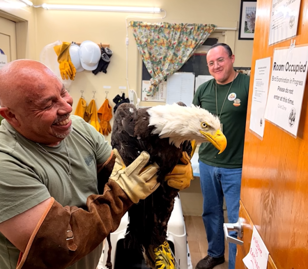 Source-feed image associated with Bald eagle believed to be Jackie rescued in Big Bear after bird fight, environmental org says