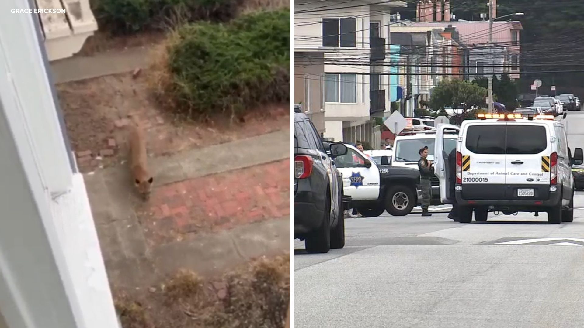 Source-feed image associated with Mountain lion captured in dramatic standoff after roaming San Francisco's Outer Sunset neighborhood